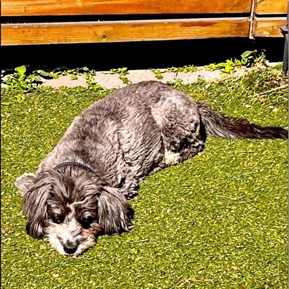 Meet your Posher, Ali - Picture 1 of 2